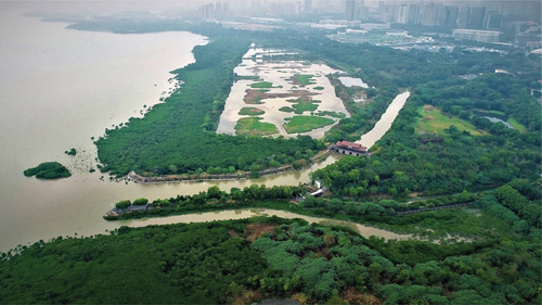 Photo 7. The tidal flat–mangrove–Gei Wai system of the Fengtang River after restoration (2020). Photographer: Hua-Lin Xu.