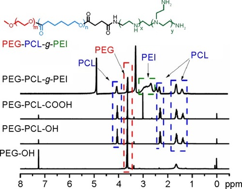 Figure 2 1H NMR spectra of PEG-OH, PEG-PCL-OH, PEG-PCL-COOH in chloroform-d1 and PEG-PCL-g-PEI in methanol-d4 recorded on a Varian Unity 300 MHz spectrometer.Abbreviations: NMR, nuclear magnetic resonance; PEG, poly(ethylene glycol); PCL, poly(ε-caprolactone); PEI, polyethyleneimine.