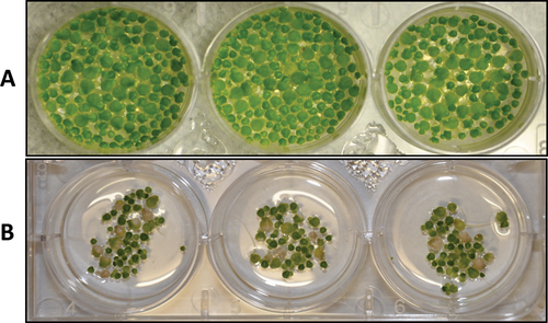 Figure 3. Duckweed plants 12 days after treatment. A: plants growing in bacterium inoculum in Hoagland solution; B: control plants growing in Hoagland solution.