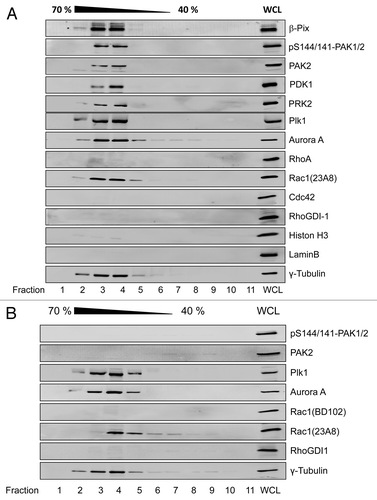 Figure 2. Rac1-dependent association of PAK2 with G2-phase centrosomes HeLa cells were synchronized by the thymidine double block. Cells were allowed to release from block and entered G2 phase 8 h after release from the second block and were left non-treated (A) or treated with ToxinB (30 ng/ml) for 2 h (B). Centrosomes were isolated using sucrose density ultracentrifugation and fractions were analyzed by western blotting for the indicated proteins. Centrosome-enriched fractions were indicated by γ-tubulin and referred to as isolated centrosomes. The γ-tubulin signal was strongest in fractions 3 and 4, corresponding to 60% (w/w) sucrose. Whole cell lysate (WCL) from G2-phase synchronized HeLa cells was applied as positive control, confirming the presence of the respective proteins within the cell lysate.