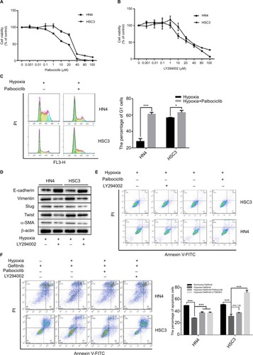 Figure 3 The inhibitor of cyclin D1 and EMT could re-sensitize HNSCC cells to gefitinib in hypoxia.Notes: (A and B) HN4 and HSC3 cells were treated with the indicated doses of palbociclib or LY294002 for 48 hours. Cell viability was assessed by CCK-8 assay. (C) The cell cycle of HN4 and HSC3 was detected by flow cytometry following treatment with palbociclib (0.1 µM) in hypoxia for 48 hours (*P<0.05 and ***P<0.001 compared with control). (D and E) After treatment with LY294002 (1 µM) in hypoxia for 48 hours, the expression of EMT markers among HN4 and HSC3 cells was analyzed by Western blot; flow cytometry was used to detect the apoptosis condition. (F) The apoptosis condition of HN4 and HSC3 cells was assessed by flow cytometry following treatment with gefitinib (IC50 value) combined with palbociclib (0.1 µM) or LY294002 (1 µM) in hypoxia for 48 hours. Images are representative of three independent experiments (***P<0.001 compared with normoxia).Abbreviations: HNSCC, head and neck squamous cell carcinoma; CCK-8, cell counting kit-8; EMT, epithelial–mesenchymal transition; HNSCC, head and neck squamous cell carcinoma; PI, propidium iodide; α-SMA, α-smooth muscle actin; PI, propidium iodide.