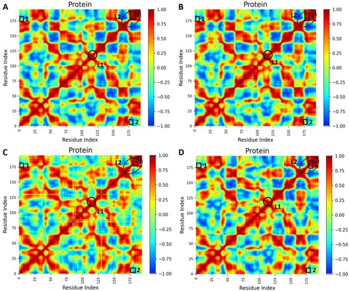Figure 6. Dynamic Cross-correlation matrix (DCCM) of backbone atoms. (A) Apo WT, (B) Apo MT, (C) Holo WT, and (D) Holo MT. DCCM maps were obtained from 500 ns trajectories that contain contours of different colours. Correlated motion and anti-correlated motions are represented by reddish-orange and dark blue contours, respectively. The square shape represents residue motion and the circle and ellipse shapes resemble loop 1 and loop 2 regions respectively.