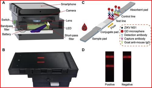 Figure 5 Design and applicability of smartphone-based fluorescent lateral flow immunoassay (LFIA) platform: (A) 3D schematic of internal structure of the device, (B) image of fluorescent LFIA reader, (C) schematic representation of ZIKV NS1 detection using fluorescent LFIA, and (D) images of test strips in the absence (right) and presence (left) of ZIKV NS1.Note: Reproduced with the permission from Rong Z, Wang Q, Sun N, Jia X, Wang K, Xiao R, Wang S. Smartphone-based fluorescent lateral flow immunoassay platform for highly sensitive point-of-care detection of Zika virus nonstructural protein 1. Analytica chimica acta. 2019 1055:140–7. Copyright (2019) Elsevier.Citation146