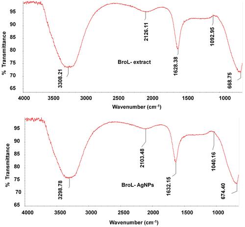 Figure 2 FT-IR study absorbance peaks of BroL-extract and BroL-AgNPs.