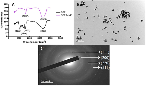 Figure 1 (A) Fourier-transform infrared spectrometry (FTIR) of the freeze-dried leaf juice extract (BFE) and synthesized gold nanoparticles (BFEAuNPs), (B) high-resolution transmission electron microscopy (HRTEM) and (C) selected area diffraction pattern (SAED).