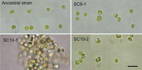 Fig. 3. Cell morphology of the ancestral strain of the CET microcosm and the derived clones SC9-1, SC10-1 and SC10-2 isolated from 5-year long-term cultures. Algal cells were cultivated for 3 weeks in MC medium prior to light microscopical observation. The derived clone SC10-1 formed large cell-aggregations in bacteria-free static cultures while the other clones did not. Scale bar = 10 µm.