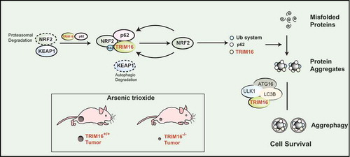 Figure 1. TRIM16 controls proteostasis and cancer cell survival under stress conditions. The TRIM16 (tripartite motif-containing protein 16) complexes with NRF2 (nuclear factor erythroid 2 like 2) resulting in displacement and degradation of KEAP1 (Kelch-like ECH-associated protein 1). TRIM16 enhances K63-linked ubiquitination of NRF2 and stabilizes its activity leading to induction of program of genes required to convert stress-induced misfolded proteins into protein aggregates. This includes ubiquitin system proteins, p62 and TRIM16. TRIM16 also act as a scaffold protein to bring LC3B (microtubule associated protein 1 light chain 3 beta), ULK1 (Unc-51 like autophagy activating kinase 1), and ATG16L1 (Autophagy related 16 like 1) over the protein aggregates and hence mediate p62/LC3-dependent degradation of protein aggregates. By removing the misfolded proteins, TRIM16 maintains protein homeostasis of cells and survival of cancer cell in harsh oxidative or proteotoxic stress condition. The TRIM16 knock out (TRIM16−/-) tumors as compared to wild-type (TRIM16+/+) were regressed rapidly on exposure of oxidative/proteotoxic stress.