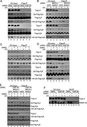 FIG 2 Monoubiquitination of histones H2A and H2B and polyubiquitination of RNAP IIO by BRCA1/BARD1 are affected by the functional interaction of CstF-50 and p97. CstF-50 and p97 activate UV-induced monoubiquitination of histones. (A to E) HeLa cells were transfected with siRNAs for either control (CNTL), CstF-50 (A and D), or BRCA1/BARD1 (B) or concomitantly for BRCA1/BARD1/CstF-50 (E). The cells were also transfected with HA-Ub and either FLAG-H2A or FLAG-H2B constructs. The cells were treated with UV (40 J m−2) and allowed to recover for 2 h before NEs were prepared. (C to E) Alternatively, cells were also treated with DBeQ (10 μM) during the 2-h recovery. Soluble NEs were immunoprecipitated with anti-FLAG M2 magnetic beads (Sigma), followed by Western blotting with the indicated antibodies. Antibody against Topo II was used as a control; 5% of the cell extracts used in the IP reaction is shown as input. Representative IP reactions from three independent assays are shown. (F) CstF-50 and p97 activate UV-induced polyubiquitination of RNAP IIO. HeLa cells were transfected with either control or CstF-50 siRNAs concomitantly with an HA-Ub construct. The cells were treated with UV (40 J m−2). The proteasomal inhibitor MG132 (2 μM) and DBeQ (10 μM) were added to the cells immediately after exposure to UV light, and the cells were allowed to recover for 2 h before soluble NEs were prepared. The soluble NEs were immunoprecipitated with anti-HA–agarose beads, and equivalent amounts of the pellets (IP) were analyzed by immunoblotting using antibodies against Topo II and RNAP IIO (H5). Antibody against Topo II was used as a control; 5% of the extracts used in the IP reaction are shown as input. Representative IP reactions from three independent assays are shown.