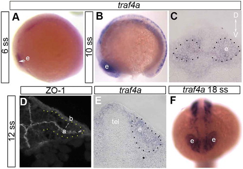 Figure 1. traf4a is expressed in the developing eye vesicle. A-C,E: Wholemount in situ hybridization viewed laterally (A,B) and in anterior (C) and posterior (E) transverse sections with antisense riboprobe for traf4a mRNA. D: Immunolabeling of transverse sections through an eye vesicle and forebrain of a 12ss embryo with an antibody against ZO-1 to identify apical surface of eye vesicle. F: traf4a mRNA is still expressed in the 18 ss eye vesicle. Orientation bar in C applies to panels C-E. a, apical; b, basal; D, dorsal; e, eye vesicle; tel, telencephalon; V, ventral.
