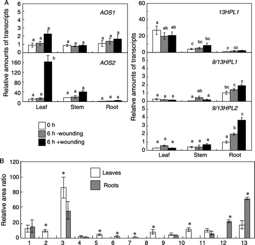 Figure 3.  Expression of each LjCYP74 in leaves, stems, and roots of L. japonicus (21 days old, uninoculated) and the effect of mechanical wounding (A). The transcript level was first normalized to the level of ubiquitin in each sample, and the expression level in the roots before wounding was then set as 1. The leaves were mechanically wounded, and the expression levels after 6 h was determined. The means±SE (n=3) are shown. The values followed by the same letter indicate means that are not significantly different (P<0.05, Tukey's test). Volatiles formed after disruption of leaves or roots of the seedlings (B). The relative area ratio normalized with the area of internal standard calculated with total ion chromatogram is shown (means±SE, n=3). The values followed with asterisks indicate means significantly different between leaves and roots (P<0.05, t-test). Compounds 1; n-hexanal, 2; (Z)-3-hexenal, 3; (E)-2-hexenal, 4; 2-octanone, 5; (Z)-3-hexenyl acetate, 6; (Z)-2-penten-1-ol, 7; n-hexan-1-ol, 8; (Z)-3-hexen-1-ol, 9; n-nonanal, 10; (E)-2-hexen-1-ol, 11; 1-octen-3-ol, 12; (E)-2-nonenal, 13; 2,6-(E,Z)-nonadienal.