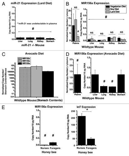 Figure 2. Negligible steady-state expression of diet-derived miRNAs in plasma or organ tissue. (A) Oral ingestion of a lard diet replete with miR-21 did not lead to a steady-state increase of miR-21 in plasma or organ tissue in miR-21 −/− recipient mice (n = six mice per group). (B) In spite of vegetarian diets (vegetarian, black bar; soy, gray bar) containing endogenous MIR156a, MIR159a and MIR169a as compared with a diet with lower levels of plant miRNAs (lard, hatched bar), minimal expression of MIR156a in plasma was observed (left graph) with negligible steady-state expression in organ tissue (right graph) of wild-type recipient mice (n = five mice per group). Notably, in these preparations, MIR159a and MIR169a were not detectable. (C) Unprocessed avocado ingestion increases the expression of conserved plant miRNAs in the stomach contents of wild-type mice. (D) Ingestion of fresh avocado does not result in substantial steady-state expression of MIR156a in plasma (left graph) or organs (right graph) in wild-type recipient mice (n = four mice). Again, in these preparations, MIR159a and MIR169a were not detectable. (E) (Right graph) The honey bee miRNA let7 was expressed in the abdomen of both nurses and foragers. Higher levels of let7 were observed incidentally in nurses as compared with foragers. (Left graph) In spite of oral uptake of pollen and honey/nectar replete with MIR156a, MIR159a and MIR169a, negligible levels of MIR156a were detected in the abdominal tissue of recipient honey bees (n = three nurses; n = four foragers). MIR159a and MIR169a were undetectable in these tissues. In all panels, error bars reflect SEM; * signifies p < 0.05; NS signifies p ≥ 0.05. # denotes that the expression of a given miRNA was either undetectable or at the level of minimal detection. For plasma, normalized copy number is expressed per μl plasma. For animal organs, copy number is expressed per 10 pg of total RNA. For stomach contents, normalized copy number is expressed per total gastric material harvested per mouse.
