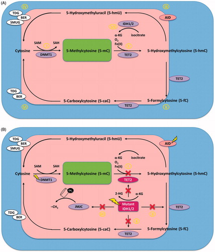 Figure 1. Biochemical pathways of DNA methylation and demethylation. (A) Physiologic state. (I) DNMTs add a methyl group to cytosines of CpG-islands. (II) TET2 catalyzes the conversion of 5-mC to 5-hmC. (III) AID mediates degradation of 5-hmC to 5-hmU. (IV) 5-hmU activates the BER-pathway, in which TDG or SMUG1 enable further degradation to unmethylated cytosine. (V) TET2 can also convert 5-mC to 5-fC and 5-caC. (VI) Both 5-fC and 5-caC are directly recognized and repaired by TDG-mediated BER. (VII) IDH1/2 converts isocitrate to α-KG which is an essential cofactor for TET2-mediated conversion of 5-mC to 5-hmC. (B) Effect of commonly occurring mutations in enzymes involved in DNA methylation and demethylation. (I) Mutant TET2 is unable to convert 5-mC to 5-hmC, which results in decreased 5-hmC levels, and thus inhibits demethylation. (II) IDH1/2 gain-of-function mutations result in a neomorphic enzyme activity that converts α-KG to 2-HG, thus inhibiting α-KG-dependent functions of TET2. (III) 2-HG also inhibits the JMJC-family of HDMs, and thus inhibits demethylation of histones. Both TET2 loss-of-function and IDH1/2 gain-of-function mutations result in reduced 5-hmC levels and result in global promoter hypermethylation.The green field demarks methylation, whereas the red field demarks occurring demethylation. The yellow lightning flashes denote molecules that are being evaluated as therapeutic targets in MDS/AML.Abbreviations: 2-HG, 2-hydroxyglutarate; 5-caC, 5-carboxyl-cytosine; 5-fC, 5-formyl-cytosine; 5-hmC, 5-hydroxy-methyl-cytosine; 5-hmU, 5-hydroxy-methyl-uridine; 5-mC, 5-methyl-cytosine; AID, activation-induced cytidine deaminase; α-KG, α-ketoglutarate; AML, acute myeloid leukemia; BER, base excision repair pathway; DNMT, DNA methyltransferase; HDM, histone demethylase; IDH, isocitrate dehydrogenase; JMJC, jumonji-domain-containing; MDS, myelodysplastic syndrome; SAH, S-adenosylhomocysteine; SAM, S-adenosylmethionine; SMUG, single-strand selective monofunctional uracil DNA glycosilase; TDG, thymine DNA glycosilase; TET, ten-eleven translocation.