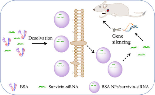 Figure 1 The mechanism of BSA NPs/siRNA preparation and anti-tumor effect. BSA NPs/siRNA were prepared by desolvation-crosslinking method. BSA NPs/siRNA could target survivin-siRNA into tumor tissues, and promote the cellular uptake of survivin-siRNA. The gene silencing effect of survivin-siRNA was significantly enhanced after loaded in BSA NPs.