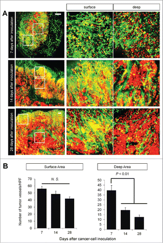 Figure 3. Time-course imaging of FUCCI-expressing tumor in nestin-GFP driven transgenic nude mice. Experimental setup. FUCCI-expressing MKN45 cells (1×107 cells/mouse) were injected subcutaneously into the left flanks of nestin-GFP transgenic mice. (A) Representative image of cross section of nascent tumor (7 d after inoculation), intermediate tumor (14 d after inoculation), and established tumor (28 d after inoculation). (B) Bar graphs show the number of nascent tumor vessels/high powerfield (HPF) at different time points after cancer-cell inculation at the surface of deep area of tumors.