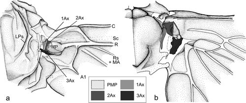 Figure 1. Homology of the axillary sclerites of Ephemeroptera and Neoptera (modified after Willkommen Citation2008). (a) Habroleptoides confusa (Ephemeroptera), right forewing. (b) Perlodes microcephalus (Plecoptera), right hind wing.