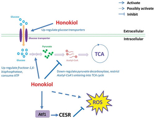 Figure 5. The mode-of-action of honokiol caused antifungal activity in fission yeast. As shown in this figure, honokiol can up-regulate a series of glucose transmembrane transporters, thus increase the glucose uptake rate. Honokiol can greatly up-regulated fructose 1,6-bisphosphate, which consumes much more ATP to produce fructose 1,6-bisphosphate. However, honokiol also significantly down-regulates pyruvate decarboxylase, which restricts the flux entering into TCA cycle, and removes waste of the previous ATP molecules as well. At the same time, honokiol can widely trigger the overexpression of many CESR genes. Although above event may represent cell’s self-adaptation to the ROS stress (many are mediated by transcription factor Atf1), but the long-termed dysregulation of CESR may also disrupt the redox homeostasis, which is harmful to the viability of cell.