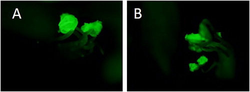 Figure 4. GFP localization in the anthers from M. truncatula OE lines: OE line 1 (A) and OE line 2 (B).