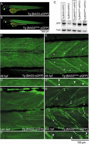 Figure 1. Expression of BAG3P209L results in protein aggregation. (A,B) Live images of 48 hpf transgenic zebrafish expressing BAG3-eGFP or BAG3P209L-eGFP specifically in skeletal muscle, with lens GFP expression indicating presence of Cre protein. (C) Western blot showing differential levels of transgene expression in the multiple Tg [BAG3-eGFP] and Tg [BAG3P209L-eGFP] strains. Strains with comparable transgene expression (boxed) are used in all subsequent experiments. (D,G) Live confocal images of WT Tg [BAG3-eGFP] and Tg [BAG3P209L-eGFP] embryos at 48 hpf and 144 hpf. Both, WT BAG3-eGFP and BAG3P209L-eGFP localize to the sarcomere but BAG3P209L-eGFP additionally localizes to the myoseptal boundary, and forms protein aggregates (arrowheads) along the length of the muscle fiber, and around the myoseptal boundaries. (Di and Gi) Enlarged images of regions denoted in (D–G)