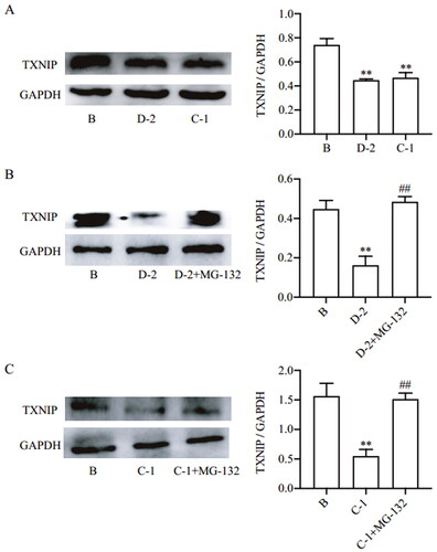 Figure 2. Compounds D-2 and C-1 inhibited TXNIP expression via promoting protein degradation. (A) Min6 β cells were incubated with D-2 and C-1 at concentration of 10 μmol/L for 24 h. (B) Min6 β cells were incubated with cycloheximide (50 μmol/L) and D-2 (10 μmol/L) with or without addition of MG-132 (10 μmol/L) for 24 h. (C) Min6 islet β cells were incubated with cycloheximide (50 μmol/L) and C-1 (10 μmol/L) with or without addition of MG-132 (10 μmol/L) for 24 h. Protein expression of TXNIP was measured by Western blot. **p < 0.01 vs control cells; ##p < 0.01 vs indicated cells. Data were presented as mean ± SD (n = 4).