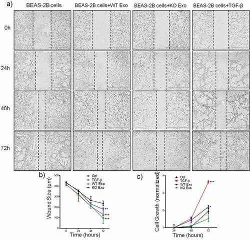 Figure 4. Exosomal HuR promotes the migration and proliferation of BEAS-2B cells. Alterations in migration induced by HCT116 WT and HuR KO exosomes (20 µg/ml) or TGF-β1 (5 ng/ml) were evaluated by a wound healing assay (a and b). (c) An MTT assay was performed to evaluate the proliferation of BEAS-2B cells stimulated with HCT116 WT or HuR KO exosomes (20 µg/ml) or TGF-β1 (5 ng/ml). Scale bar, 400 µm. The student’s t-test was used to analyze differences between the two groups. One-way ANOVA followed by Dunnett’s test was used to analyze differences among three groups. *p < .05, **p < .01, ***p < .001. The data are presented as the mean ± SEM values. All experiments were repeated at least three times.