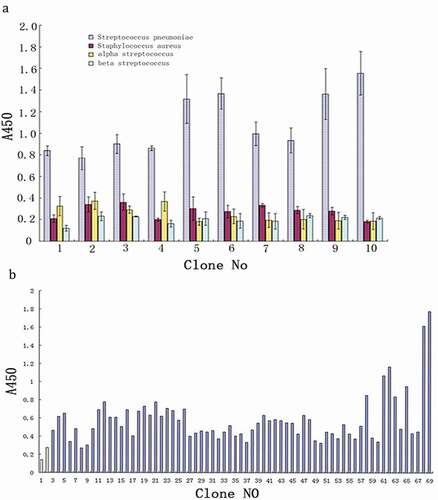 Figure 4. (a) ELISA assay of binding activity for scfv. (1) Blank control; (2) negative control (null vector transformant), 3 ~ 69 scfv. (b) ELISA assay of specificity for positive scfv (n = 3).