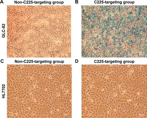 Figure 6 Prussian blue-stained cells after treatment with different probe groups (×100 magnification).