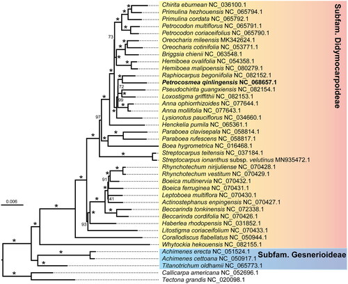 Figure 3. Phylogenetic tree based on the chloroplast protein-coding gene sequences of P. qinlingensis and its relatives. Bootstrap values were shown at nodes, asterisk indicates 100%. the following 39 chloroplast genomes were used: Achimenes cettoana NC_050917.1 (Li et al. Citation2021); Actinostephanus enpingensis NC_070427, Beccarinda cordifolia NC_070426.1, Boeica ferruginea NC_070431.1, Boeica multinervia NC_070432.1, Leptoboea multiflora NC_070430.1, Litostigma coriaceifolium NC_070433.1, Rhynchotechum nirijuliense NC_070428.1 and Rhynchotechum vestitum NC_070429.1 (Wen et al. Citation2022); Boea hygrometrica NC_016468.1 (Zhang et al. Citation2011); Briggsia chienii NC_063548.1 (Xu et al. Citation2022); Chirita eburnean NC_036100.1 (Hou et al. Citation2017); Corallodiscus flabellatus NC_050944.1 (Zhao et al. Citation2020); Hemiboea ovalifolia NC_054358.1 and Hemiboea malipoensis NC_080279.1 (Tian and Wariss Citation2021); Lysionotus pauciflorus NC_034660.1 (Ren et al. Citation2016); Oreocharis cotinifolia NC_053771.1 and Oreocharis mileensis MK342624.1 (Tang et al. Citation2021); Paraboea clavisepala NC_058814.1 and Paraboea rufescens NC_058817.1 (Wang et al. Citation2022); Petrocodon coriaceifolius NC_065790.1, Petrocodon multiflorus NC_065791.1, Primulina cordata NC_065792.1 and Primulina hezhouensis NC_065794.1 (Hsieh et al. Citation2022); Streptocarpus ionanthus subsp. velutinus MN935472.1 and Streptocarpus teitensis NC_037184.1 (Kyalo et al. Citation2020); Achimenes erecta NC_051524.1, Anna mollifolia NC_077643.1, Anna ophiorrhizoides NC_077644.1, Beccarinda tonkinensis NC_072338.1, Haberlea rhodopensis NC_031852.1, Henckelia pumila NC_065361.1, Loxostigma griffithii NC_082153.1, Pseudochirita guangxiensis NC_082154.1, Raphiocarpus begoniifolia NC_082152.1, Titanotrichum oldhamii NC_065773.1 and Whytockia hekouensis NC_082155.1 were direct submitted to NCBI; Tectona grandis NC_020098.1 (Maheswari et al. Citation2021) and Callicarpa americana NC_052696.1 (Hamilton et al. Citation2020).