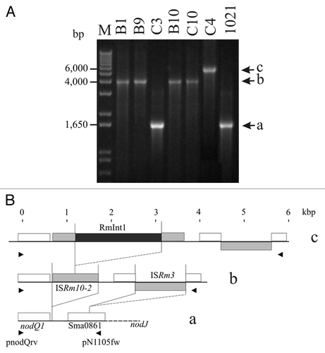 Figure 3 Independent invasion of ISRm10-2 copies by RmInt1. (A) Ethidium bromide-stained agarose gel of amplified fragments of the intergenic region between nodJ and nodQ1, from total DNA of the cluster II isolates and the control strain 1021 (see Materials and Methods). Various amplified fragments were obtained: 1,614 a, 3,971 b and 5,855 c bp. (B) Structure of each amplified fragment. White boxes indicate genes present on pSymA in 1021 and the C3 isolate; gray boxes indicate the acquisition of IS transposable elements in the B1, B9, B10 and C10 isolates and the black box indicates the insertion of the RmInt1 group II intron into ISRm10-2 in isolate C4. Arrowheads indicate the positions of the primers used.