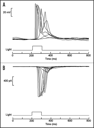 Figure 3 Light responses in isolated organ of Hesse. (A) Superimposed traces of membrane voltage recording, showing depolarization elicited by brief flashes of light. (B) Light-activated inward currents measured under voltage clamp by the whole-cell patch recording technique. In both cases stimuli were delivered every minute, and the intensity of the light was increased at 0.6 log increments. Similar responses were also obtained from Joseph cells.