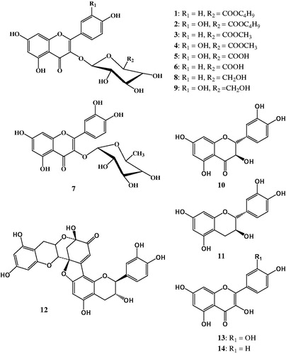 Figure 1. Chemical structures of flavonoids isolated from the hydroalcoholic extract of Calligonum polygonoides.