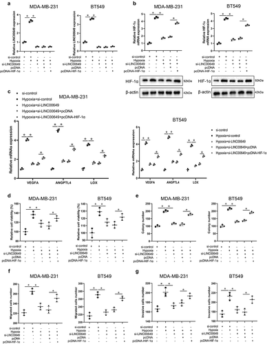 Figure 5. LINC00649 promotes the proliferation, migration and invasion of TNBC cells through regulating HIF-1α level. Hypoxic MDA-MB-231 and BT549 cells were grouped into si-control, hypoxia+si-control, hypoxia+si-LINC00649, hypoxia+si-LINC00649+ pcDNA, hypoxia+si-LINC00649+ pcDNA-HIF-1α groups. (a) QRT-PCR was used to detected LINC00649 level. (b) The HIF-1α mRNA level and protein expression were detected by qRT-PCR and Western blot. (c) Western blot was used to detect the protein levels of VEGFA, ANGPTL4 and LOX. (d) CCK-8 assay was performed to detect the cell viability. (e) Colony formation assay was used to detect cell clone formation ability. Transwell assay detected migration (f) and invasion abilities (g). *P < 0.05 vs. si-control/hypoxia+si-control/hypoxia+si-LINC00649+ pcDNA.