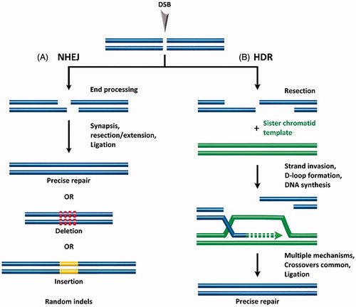 Figure 1. Following formation of a double stranded break (DSB), endogenous DNA repair can occur by (A) non-homologous end joining (NHEJ) resulting in random indels, or by (B) homology-directed repair (HDR) which uses a template DNA strand for precise repair.
