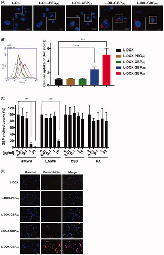 Figure 1. HS-dependent cellular uptake of GBP-modified pegylated liposomes. (A) The A549 cells were incubated with DiI-labeled liposomes (L-DIL) and GBP-modified L-DIL (L-DIL-GBP) at 37 °C for 4 h and were monitored by confocal microscopy. (B) The cells were incubated with L-DOX and L-DOX-GBP at 37 °C for 24 h, and cellular uptake and drug release were assessed by flow cytometry. (C) The cells were treated for 24 h with L-DOX-GBP(H) in the presence of the indicated concentrations of GAGs, including high-molecular-weight heparin (HMWH), low-molecular-weight heparin (LMWH), chondroitin sulfate type B (CS), and hyaluronic acid (HA), and the cellular uptake of doxorubicin was analyzed. The cellular uptake of the L-DOX treatment group was used to normalize that of the L-DOX-GBP(H) group upon GAG competition. (D) The cells were separately treated with 10 μM L-DOX and L-DOX-GBP at 37 °C for 24 h, and cellular uptake and drug release were assessed by fluorescence microscopy. Magnification: 40×; scale bar: 50 μm. The data are the mean ± SD, averaged from three separate experiments. *p < .05; **p < .01, two-tailed Student’s t-test.