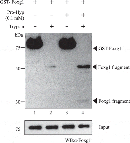 Figure 3. Pro-Hyp induces a Foxg1 conformational change. Purified GST-Foxg1 fusion protein was incubated at 37°C for two consecutive 10 m and 1 m periods of time. For the first period, Pro-Hyp was added to 0.1 mM, respectively, to lanes 3 and 4. An equal volume of water was added to lanes 1 and 2. For the second period, trypsin was added to 0.1 µg. Foxg1 was digested with trypsin and analyzed by Western blot analysis (lanes 2 and 4). Detailed methods are described in this report.
