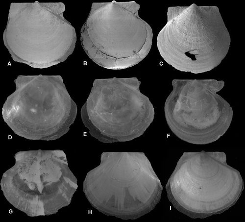 Figure 7.  Similipecten spp. (A) Similipecten similis, Ø 3.6 mm, BIOICE#2393, off southwestern Iceland, depth 291 m (SMNH 55515). (B–F) S. oskarssoni, (B,C) Ø 3.75 and 2.3 mm, BIOICE#2401, off southwestern Iceland, depth 520 m (SMNH 55525). (D–F), (D) left side; (E) right side of same specimen, Ø 5.1 mm; (F) right side, not broken, Ø 5.7 mm, BIOICE#2401, off southwestern Iceland, depth 520 m (SMNH 55518). (G–I) S. similis, (G,H) left side, varying colour pattern, Ø 7.1 and 7.9 mm; (I) right side of H; BIOICE#2710, off western Iceland, depth 220 m (SMNH 55516).