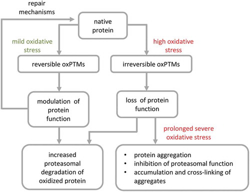 Figure 3. Effects of reversible and irreversible oxPTMs on protein function and stability. Reversible oxPTMs can either modulate protein function, get removed to restore native protein or induce degradation of damaged proteins, while irreversible oxPTMs usually cause loss of protein function and can either increase degradation or cause aggregation and accumulation of oxidized proteins due to inhibition of proteasomal activity.