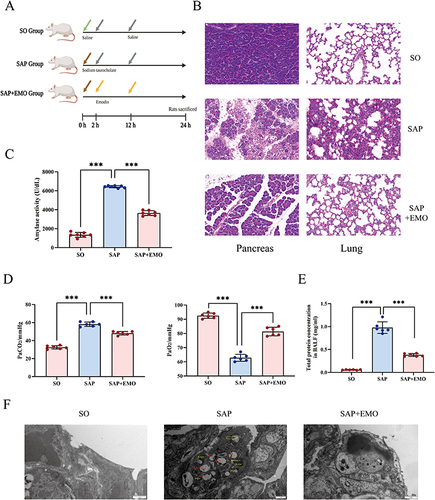 Figure 1 Emodin exhibits ameliorative effects on pancreatic and lung injury and inflammation in rats with SAP. (A) The experimental design and animal treatment. Created with BioRender.com. (B) HE staining of pancreatic and lung tissue sections (scale bar = 50 μm). (C) Plasma amylase activity in rats. (D) Arterial blood gas analysis. (E) Total protein concentration in bronchoalveolar lavage fluid. (F) Observation of ultrastructure of lung tissue in rats. The data consisted of representative images from a minimum of three independent experiments or were presented as mean ± standard deviation for each group of rats (n = 6). Yellow arrows represent mitochondrial swelling and cavitation, red arrows indicate lamellar bodies, and the white arrow indicates the air-blood barrier. ***Denotes p-value < 0.001.