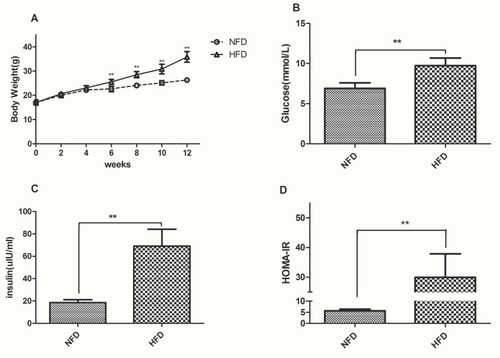 Figure 1 Changes in body weight, fasting glucose, insulin and HOMA-IR in the NFD and HFD groups. (A) Body weight was measured weekly during the experiment. (B–D) Fasting glucose, insulin and HOMA-IR was measured after 12 weeks. **p<0.01.