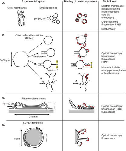 Figure 2. In vitro assays developed to study membrane deformation and fission by coat proteins. Schematic drawings depicting each assay and the effects of coat components (red crescents) binding are shown in the left and middle columns, respectively. (A) Isolated Golgi membranes and small synthetic liposomes. (B) Giant unilamellar vesicles (GUVs) can be aspirated into a micropipette to control and measure membrane tension. Membrane nanotubes are pulled from GUVs either by molecular motors moving on cytoskeletal tracks or by an optical tweezers. Coupling micropipette aspiration with tube pulling by an optical tweezers allows fine tuning of the tube diameter (10–200 nm) via the control of membrane tension and of the force applied by the optical tweezers on the tube. (C) Flat membrane sheets assay. A drop of lipid mix is dried on a glass coverslip. After rehydration, a stack of multilamellar membranes forms with flat sheets at the rims. (D) SUPER (supported bilayers with excess membrane reservoir) templates. 5 μm beads are covered with a lipid bilayer that provides a membrane reservoir. SUPER templates have only been used so far to study the endocytic fission protein dynamin. Note that membrane structure in flat membrane sheets (C) and SUPER templates (D) has not been characterized and the multilayered and folded membranes shown on the drawings only schematically represent the excess membrane reservoir present in these assays. Only the techniques most widely used with each assay are indicated in the column on the right. Note that electron microscopy can also be performed on GUVs, flat membrane sheets or SUPER templates.