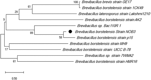 Figure 2. Phylogenetic tree of Brevibacillus borstelensis strain NOB3 using the Neighbor-Joining method.