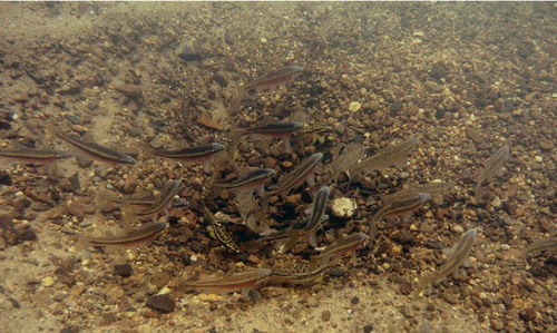 Figure 1. A tuberculate male Central stoneroller (center) tends his nest while Rosyside dace and Mountain redbelly dace congregate for spawning opportunities.