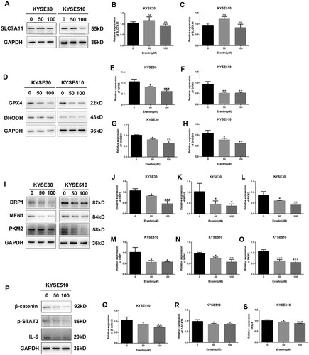 Figure 6. Blocking SLC7A11 decreased ferroptosis-associated molecules GPX4 and DHODH, and also reduced DRP1 and MFN1 in ESCC cells. (A-H) The protein levels of ferroptosis-associated genes including SLC7A11, GPX4, and DHODH were detected after Erastin treatment in ESCC cells using Western blotting assay. (I-S) The protein levels of DRP1, MFN1, PKM2, β-catenin, p-STAT3, and IL-6 were detected after Erastin treatment in ESCC cells using Western blotting assay. ns, no significance; *, p < 0.05; **, p < 0.01; ***, p < 0.001.