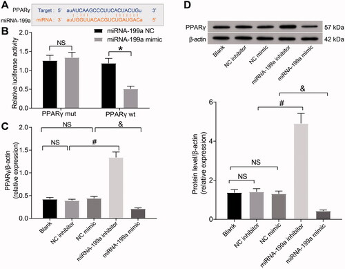 Figure 2. miR-199a targets PPARγ. (A) The binding sites between miR-199a and PPARγ were predicted using bioinformatics analysis. (B) The targeting relation between miR-199a and PPARγ was examined using a dual-luciferase assay. (C,D) PPARγ expression was examined by RT-qPCR (C) and Western blot (D). *p < 0.05 vs. miR-199a NC group; #p < 0.05 vs. NC inhibitor group; &p < 0.05 vs. NC mimic group. NS means not significant. Results of each group were measured data expressed as mean ± SD. One-way or two-way AVONA was used for comparison among groups. N = 5.