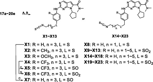Scheme 3. Synthesis of derivatives X1–X23a. aReagents and conditions: (A) Hydrazine hydrate (6.0 eq), MeOH, rt, 3 h; (B) CS2 (20.0 eq), dicyclohexylcarbodiimide (DCC, 1.1 eq), THF, rt, overnight; (C) m-CPBA (1.5 eq) , DCM, −10 °C to 0 °C, 2 h; (D) m-CPBA (4.5 eq), DCM, 0 °C to rt, 2 h.