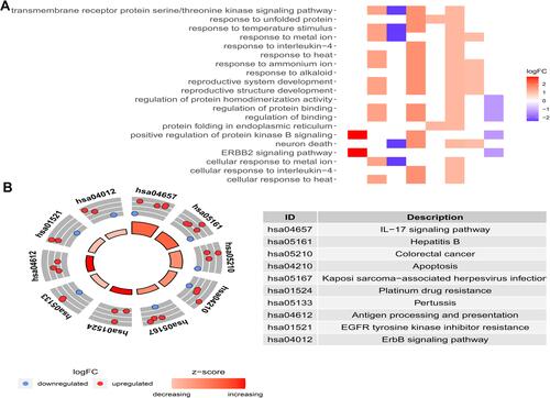 Figure 2 (A) Heatmap of the GO enrichment results. The color of each module depends on its corresponding log FC values; (B) KEGG analysis of differentially expressed IARGs. A scatter plot for each term of the log fold change (FC) of the assigned genes was shown with the outer circle. The red and blue circles indicate upregulation and downregulation, respectively.