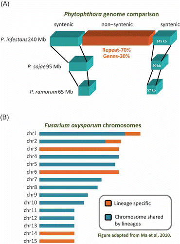 Figure 2. Genome plasticity associated with effector location. (A) The Phytophthora infestans genome is partitioned into repeat-rich non-syntenic regions and repeat-poor syntenic regions. The genome size of each species is listed on the left of the genomic region. Effector genes are frequently associated with the repeat-rich region. (B) The Fusarium oxysporum genome habours lineage-specific chromosomes. The repeat-rich region of the genome coincides with the lineage-specific chromosomes. Pathogenicity-related genes are enriched in the lineage-specific regions.