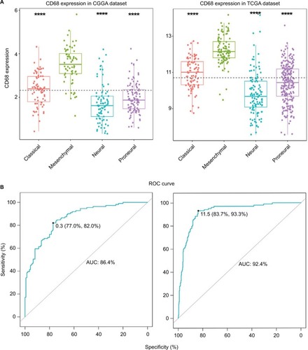 Figure 2 CD68 expression in four subtypes of glioma patients.Notes: (A) CD68 was highly upregulated in mesenchymal molecular subtype. (B) CD68 could serve as a biomarker to predict mesenchymal subtype in CGGA and TCGA databases. ****P<0.0001.Abbreviations: AUC, area under the curve; CGGA, Chinese Glioma Genome Atlas; ROC, receiver operating characteristic; TCGA, The Cancer Genome Atlas.