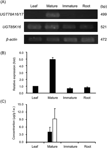 Figure 5. Tissue distribution of UGT78A16, UGT78A17 and UGT85K16 mRNA, HDMF and its glucosides in Fragaria × ananassa.All organs were collected from an individual of Fragaria × ananassa on the same day, powdered in liquid nitrogen, and used for mRNA preparation and HPLC analysis of HDMF and its glucosides. (A) Semi-quantitative RT-PCR analyses of mRNA levels of UGT78A16, UGT78A17 and UGT85K16. (B) Relative mRNA levels of UGT85K16 in different organs. (C) HDMF and HDMF glucoside contents in different organs. Closed and open bars represent contents of HDMF and HDMF glucoside, respectively. Each box and bar represent an average value with standard deviation from triplicate measurements.