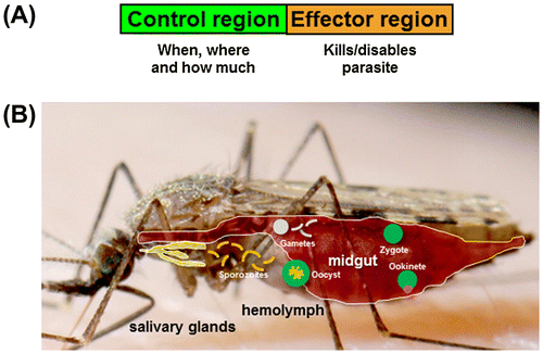 Figure 1. Synthetic approach to making anti-parasite effector genes. A synthetic approach to making an anti-parasite effector gene starts with a simple model of a gene (A) comprising two parts. The control region contains cis-acting DNA that regulates when during development, where in the vector insect, and how much of a product is made. Constitutive and regulated endogenous mosquito genes with sex-, stage- and tissue-specific expression profiles have been used for the control regions (Table 2). The effector region is the expressed portion of the gene that kills or disables the parasite. This may result from a direct action such as a single-chain antibody that binds the parasite or toxin that kills it, or an indirect action that deprives the parasite of an essential host factor, blocks an important ligand or elevates a systemic immune response (Table 1). (B) Control regions can be selected to deliver effector molecules to specific compartments (midgut, hemolymph [open circulatory system] and salivary glands) in which specific parasite stages are found.