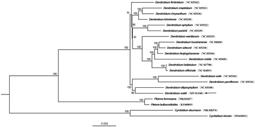 Figure 1. Phylogenetic position of Dendrobium wattii inferred by maximum-likelihood (ML) based on 72 protein-coding genes from17 species of Dendrobium, with 4 species from Pleione and Cymbidum as outgroup. Other sequences used in this study were downloaded from the NCBI GenBank database. The bootstrap values are shown next to the nodes, with an arrow indicating D. wattii.